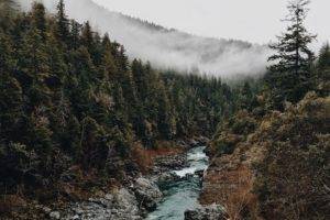 forest, Mist, Nature, Trees, Water