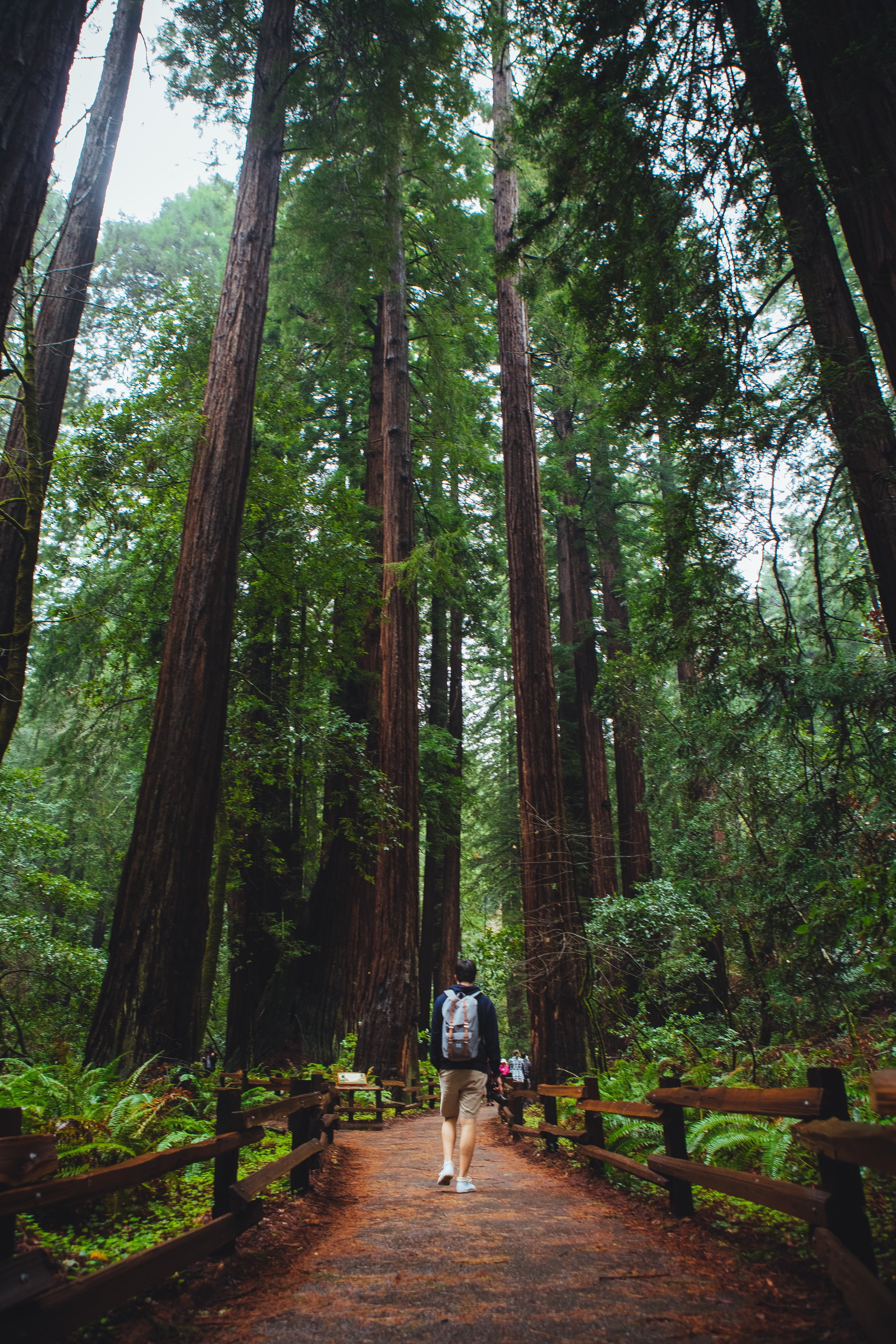 nature, Trees Wallpaper