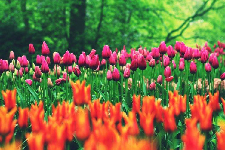 nature, Flowers, Tulips HD Wallpaper Desktop Background