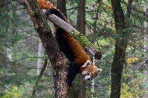 nature, Animals, Trees, Road, Red panda