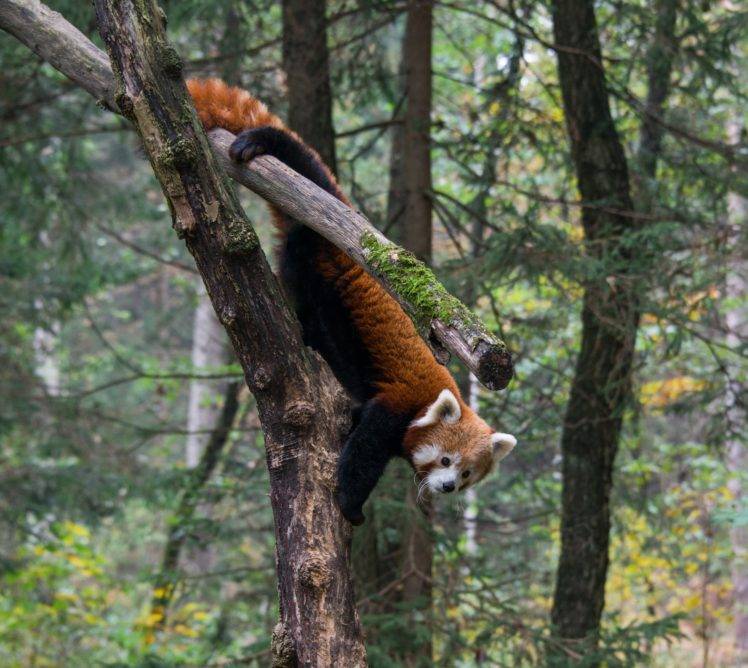 nature, Animals, Trees, Road, Red panda HD Wallpaper Desktop Background
