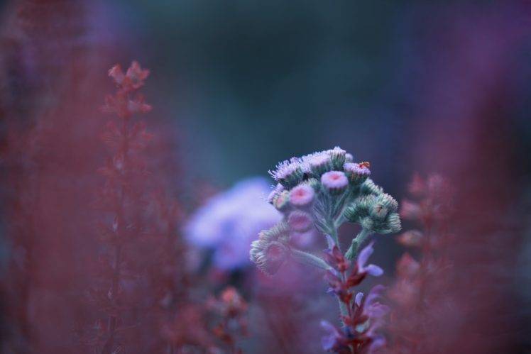 photography, Flowers, Plants, Macro, White flowers, Monsoon, Nature, Landscape, Depth of field HD Wallpaper Desktop Background