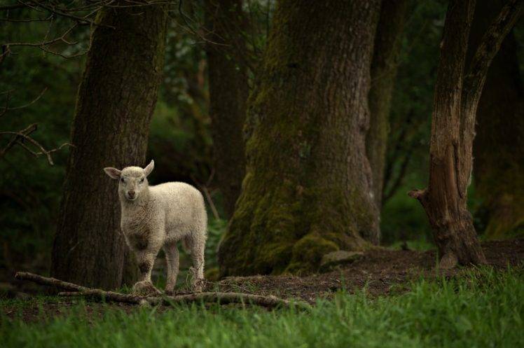 looking at viewer, Photography, Nature, Trees, Sheep, Grass, Plants, Moss, Forest, Branch, Lamb, Baby animals HD Wallpaper Desktop Background