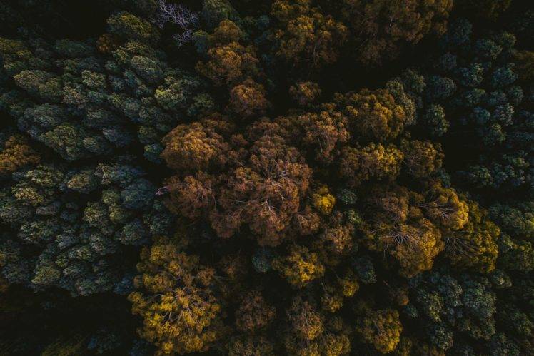 photography, Nature, Trees, Top view, Forest, Dark, Tropical Wallpapers ...
