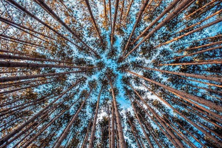 nature, Trees, Sky, Forest, HDR HD Wallpaper Desktop Background