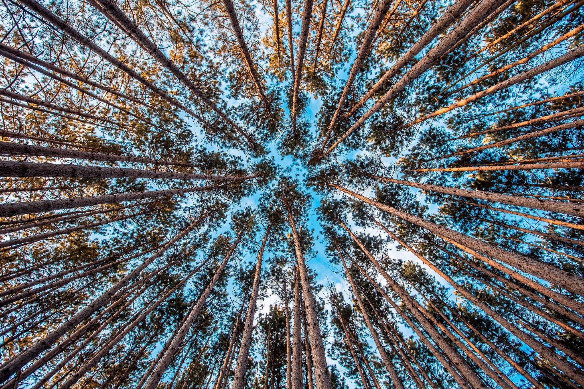 nature, Trees, Sky, Forest, HDR Wallpaper
