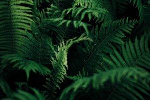 nature, Ferns, Plants