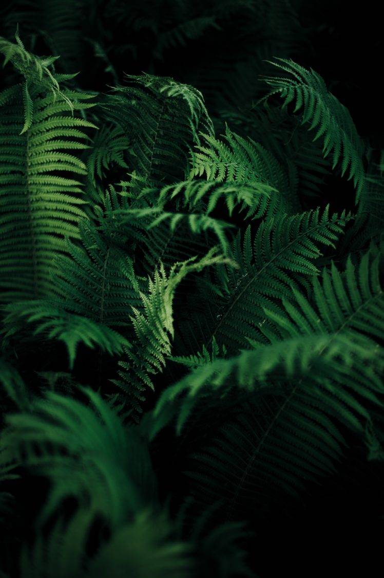 nature, Ferns, Plants HD Wallpaper Desktop Background