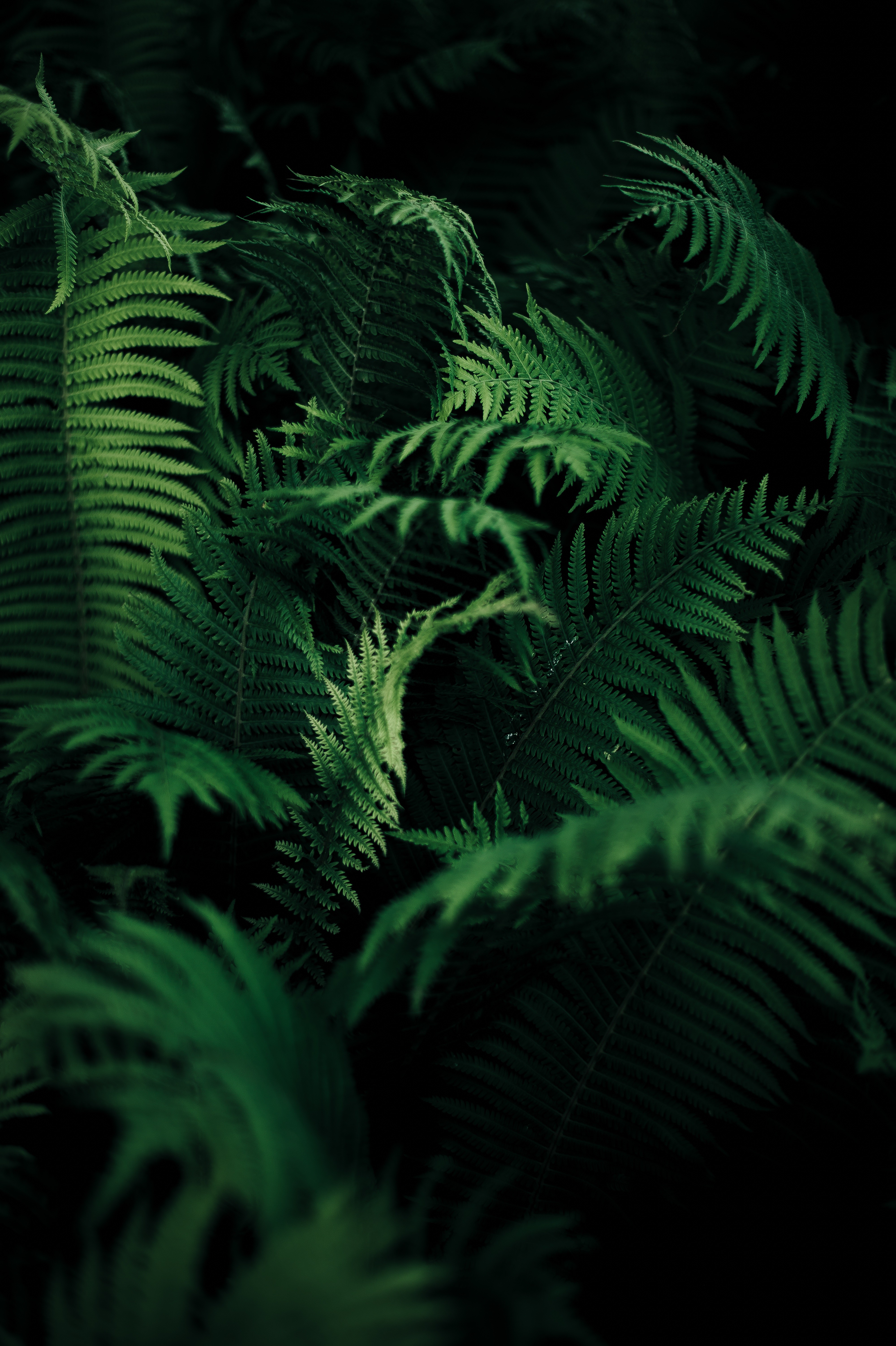 nature, Ferns, Plants Wallpaper