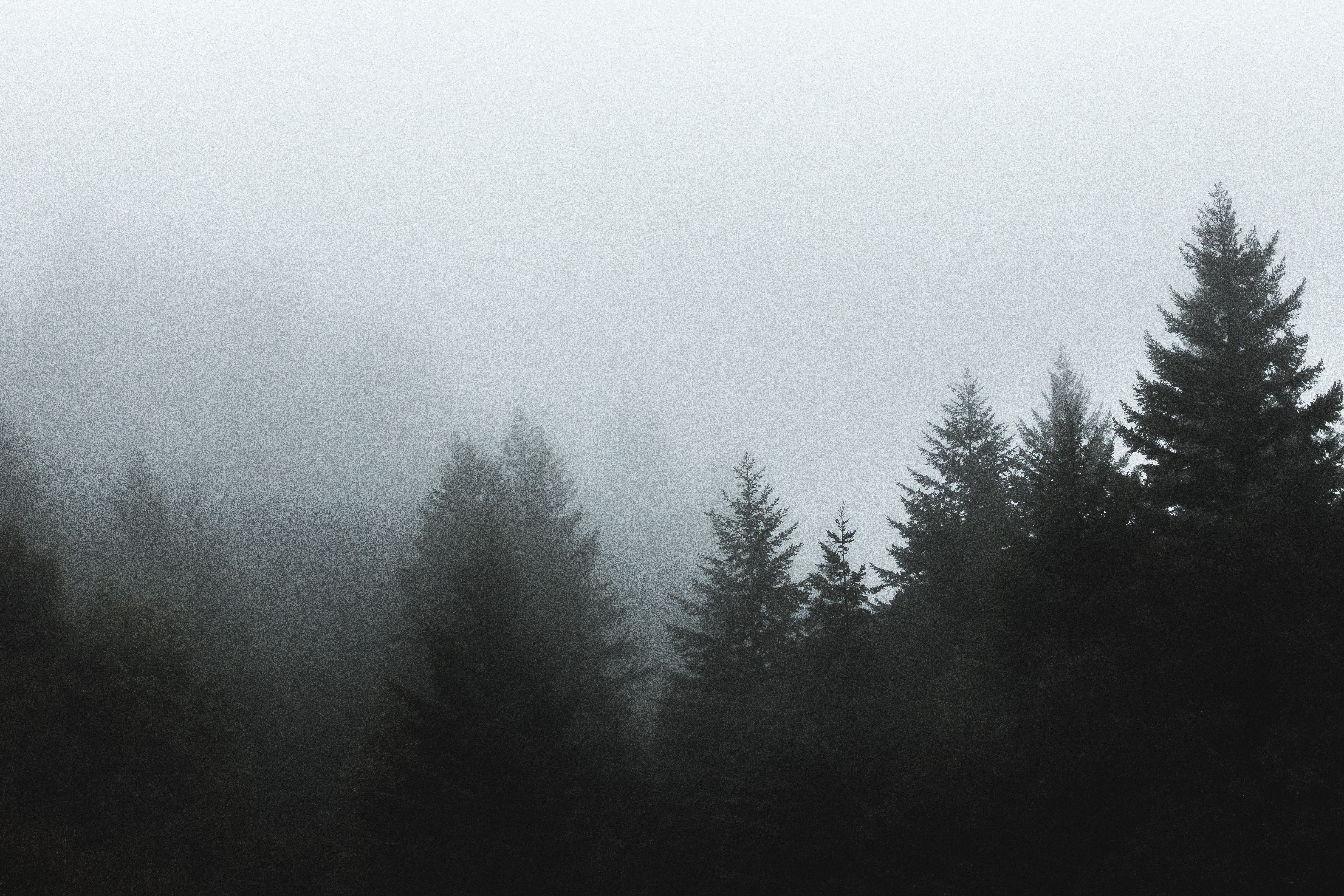 nature, Trees, Mist, Forest Wallpaper