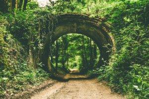nature, Trees, Path, Tunnel, Forest