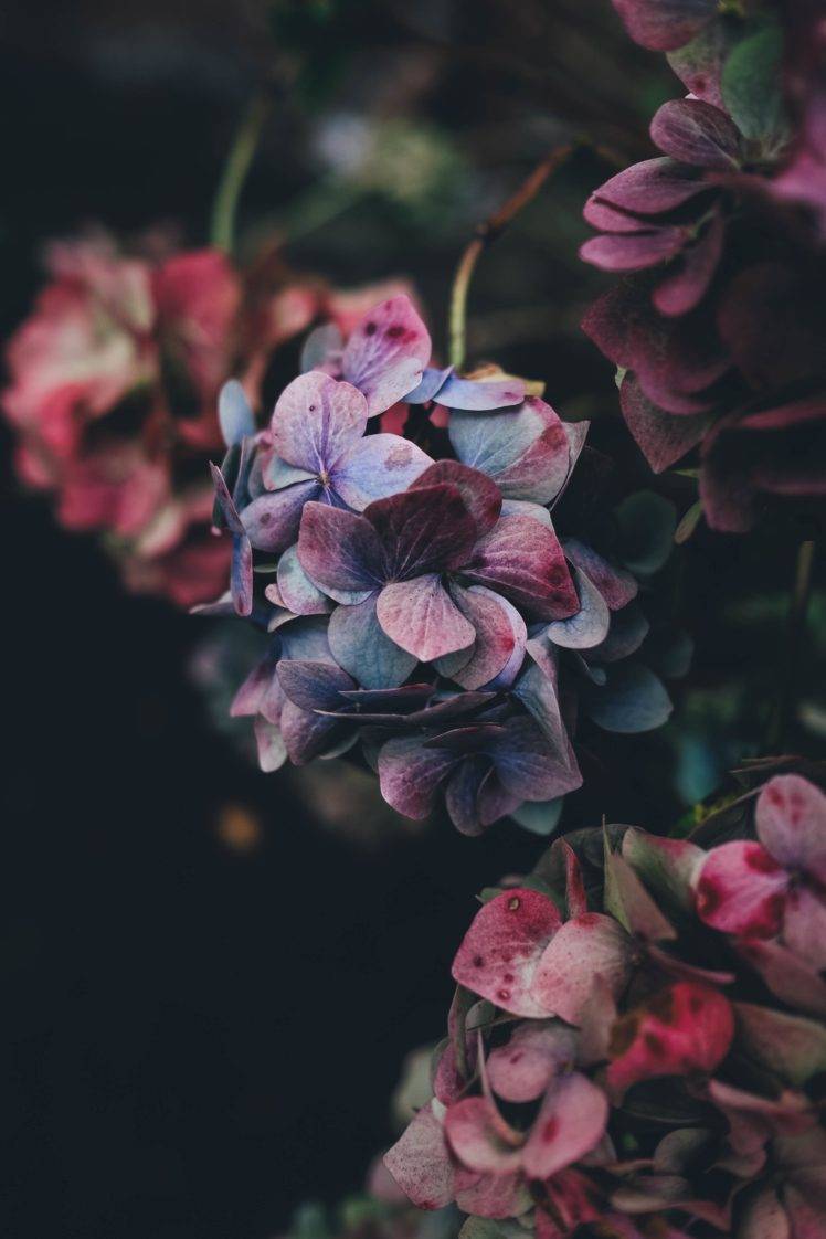nature, Flowers, Hydrangea, Portrait HD Wallpaper Desktop Background