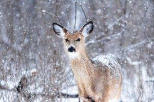 animals, Snow, Nature