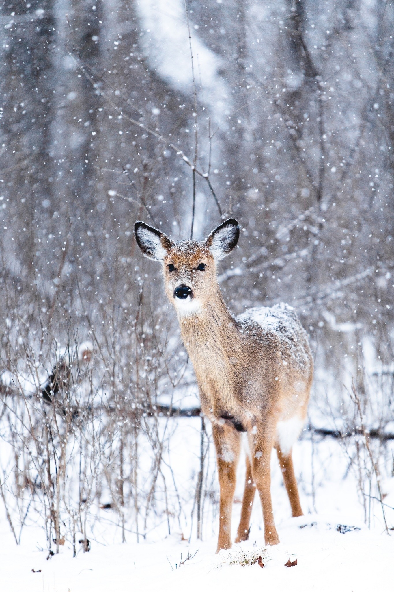 animals, Snow, Nature Wallpaper