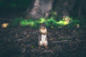 animals, Nature, Squirrel