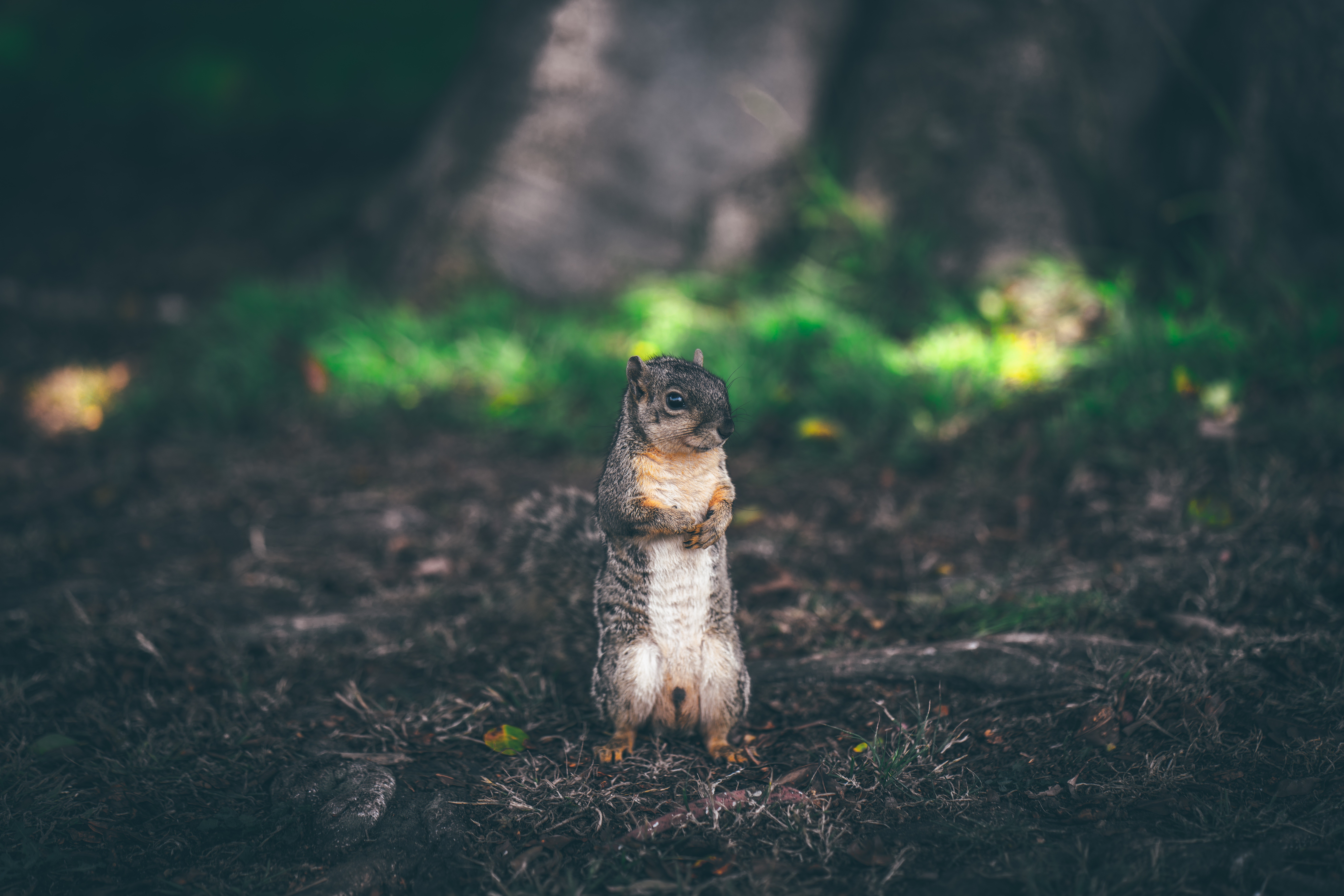 animals, Nature, Squirrel Wallpaper