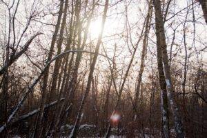 nature, Snow, Trees, Winter