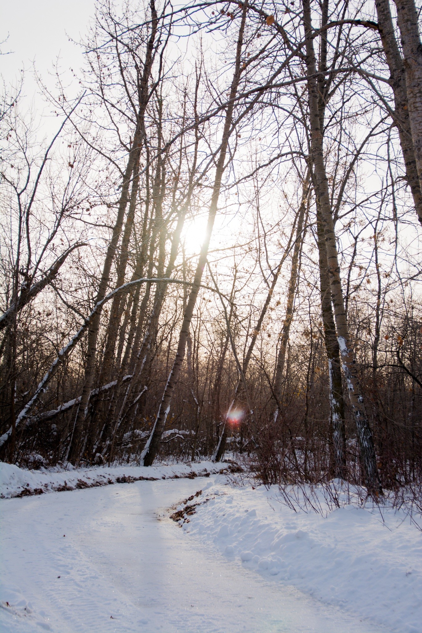 nature, Snow, Trees, Winter Wallpaper