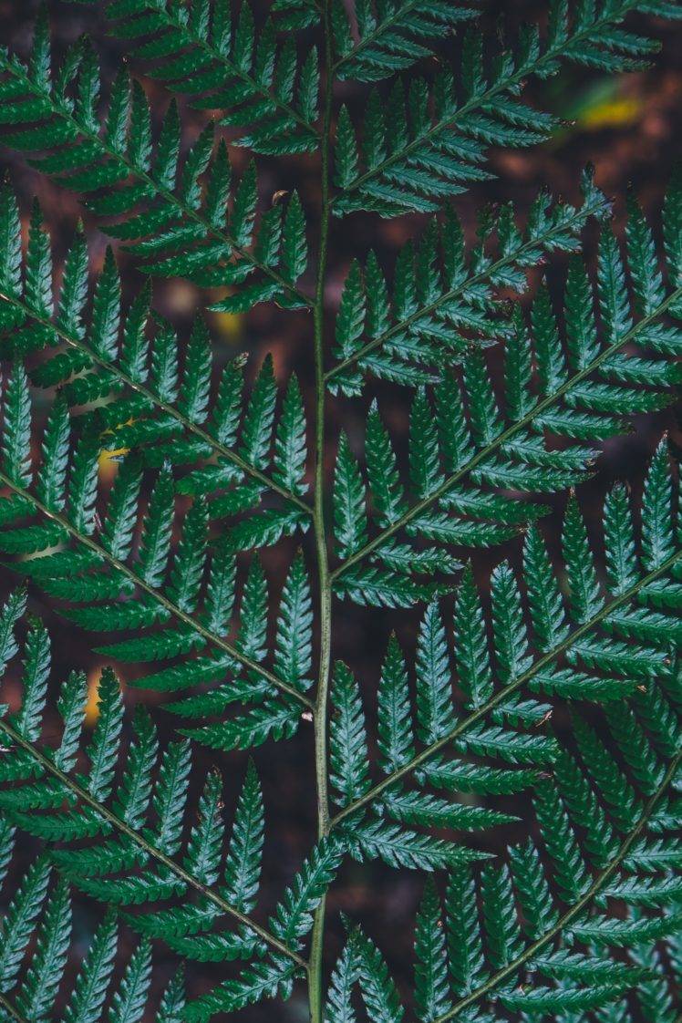 nature, Plants, Leaves, Branch, Green HD Wallpaper Desktop Background