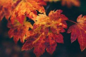 nature, Trees, Leaves, Fall