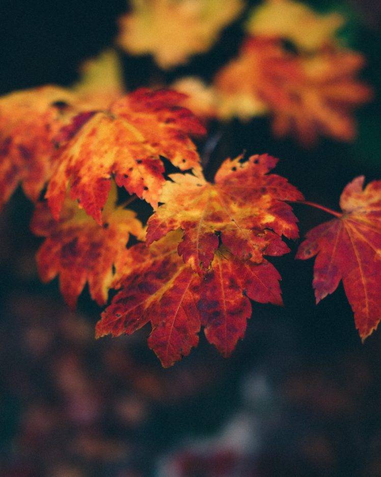 nature, Trees, Leaves, Fall HD Wallpaper Desktop Background
