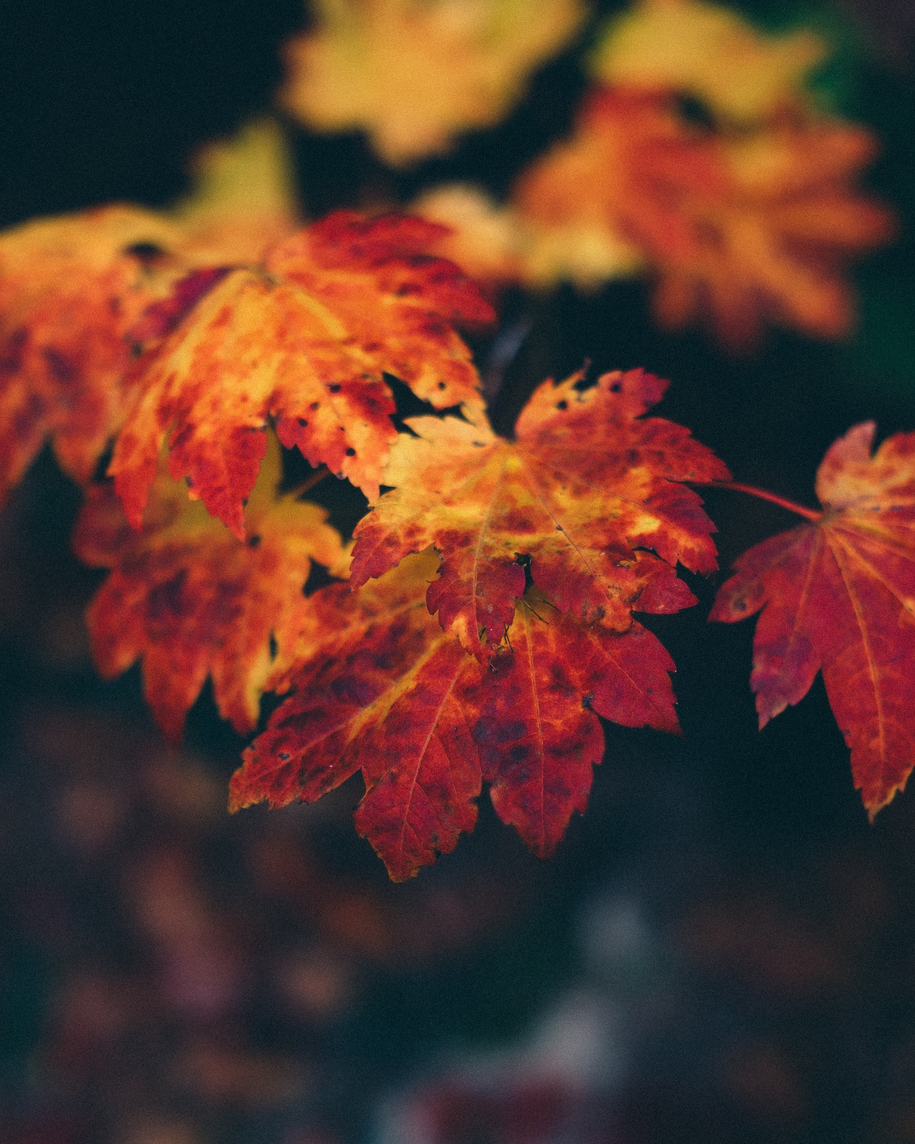 nature, Trees, Leaves, Fall Wallpaper