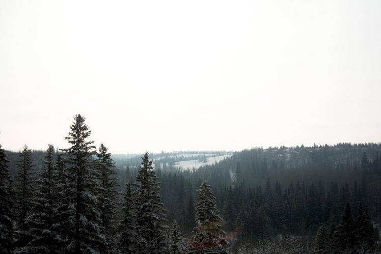 nature, Trees, Landscape, Mist, Forest HD Wallpaper Desktop Background