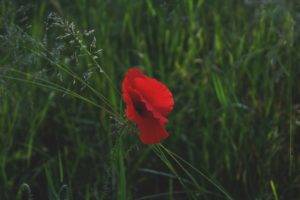 flowers, Nature, Red flowers, Plants, Grass