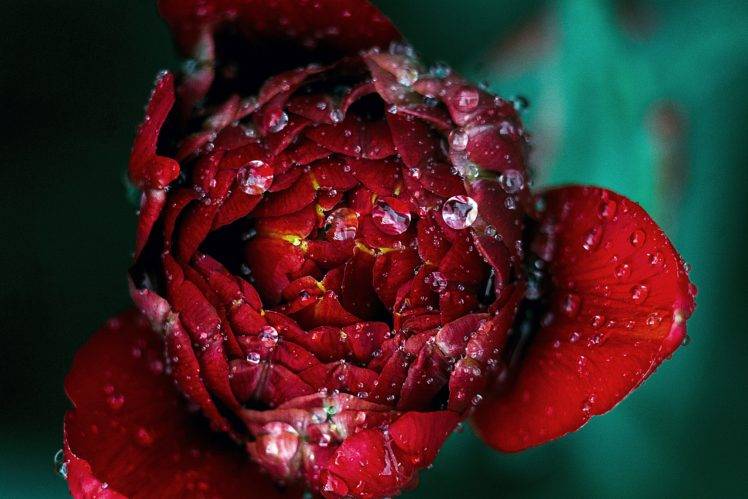 nature, Flowers, Water drops, Rose, Closeup HD Wallpaper Desktop Background
