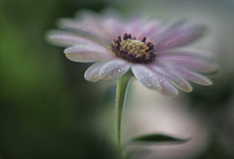 photography, Nature, Macro, Leaves, Flowers, Purple flowers, Depth of field, Water drops HD Wallpaper Desktop Background