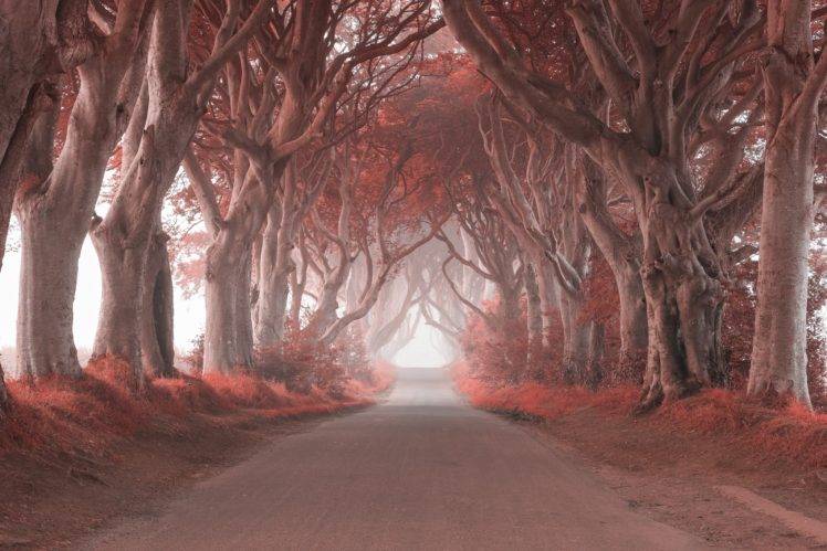 photography, Nature, Landscape, Trees, Leaves, Road, Mist, Grass, Ireland HD Wallpaper Desktop Background