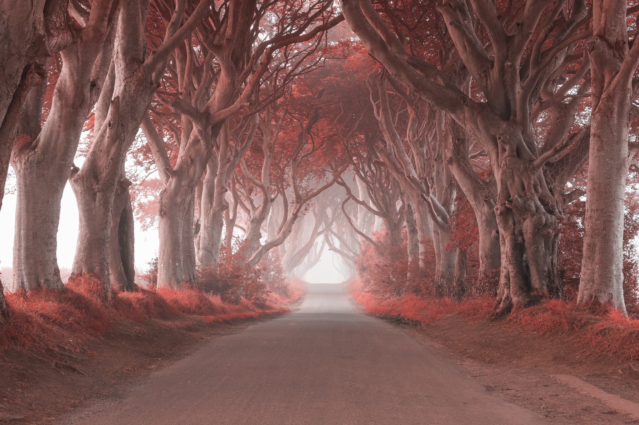 photography, Nature, Landscape, Trees, Leaves, Road, Mist, Grass, Ireland Wallpaper