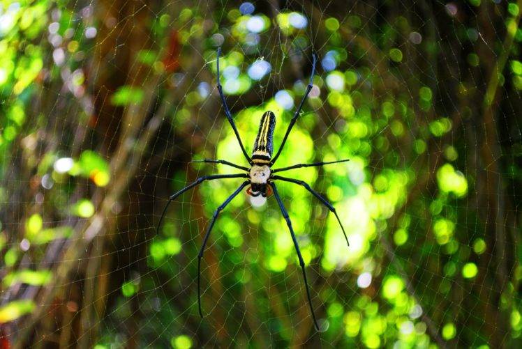 animals, Spider HD Wallpaper Desktop Background