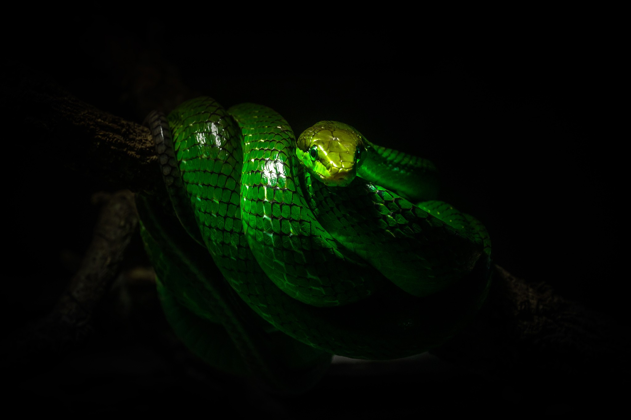 nature, Snake, Reptiles, Wildlife, Lights, Photography, Branch, Green Wallpaper