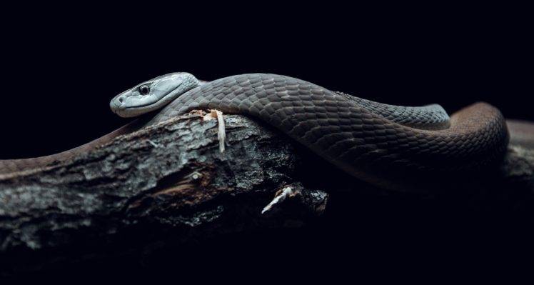 nature, Snake, Reptiles, Wildlife, Photography, Branch HD Wallpaper Desktop Background