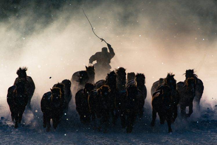 Mongolia, Horse HD Wallpaper Desktop Background
