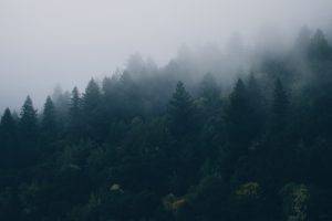mist, Forest, Trees, Nature