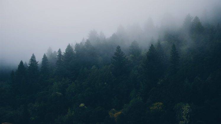 mist, Forest, Trees, Nature HD Wallpaper Desktop Background