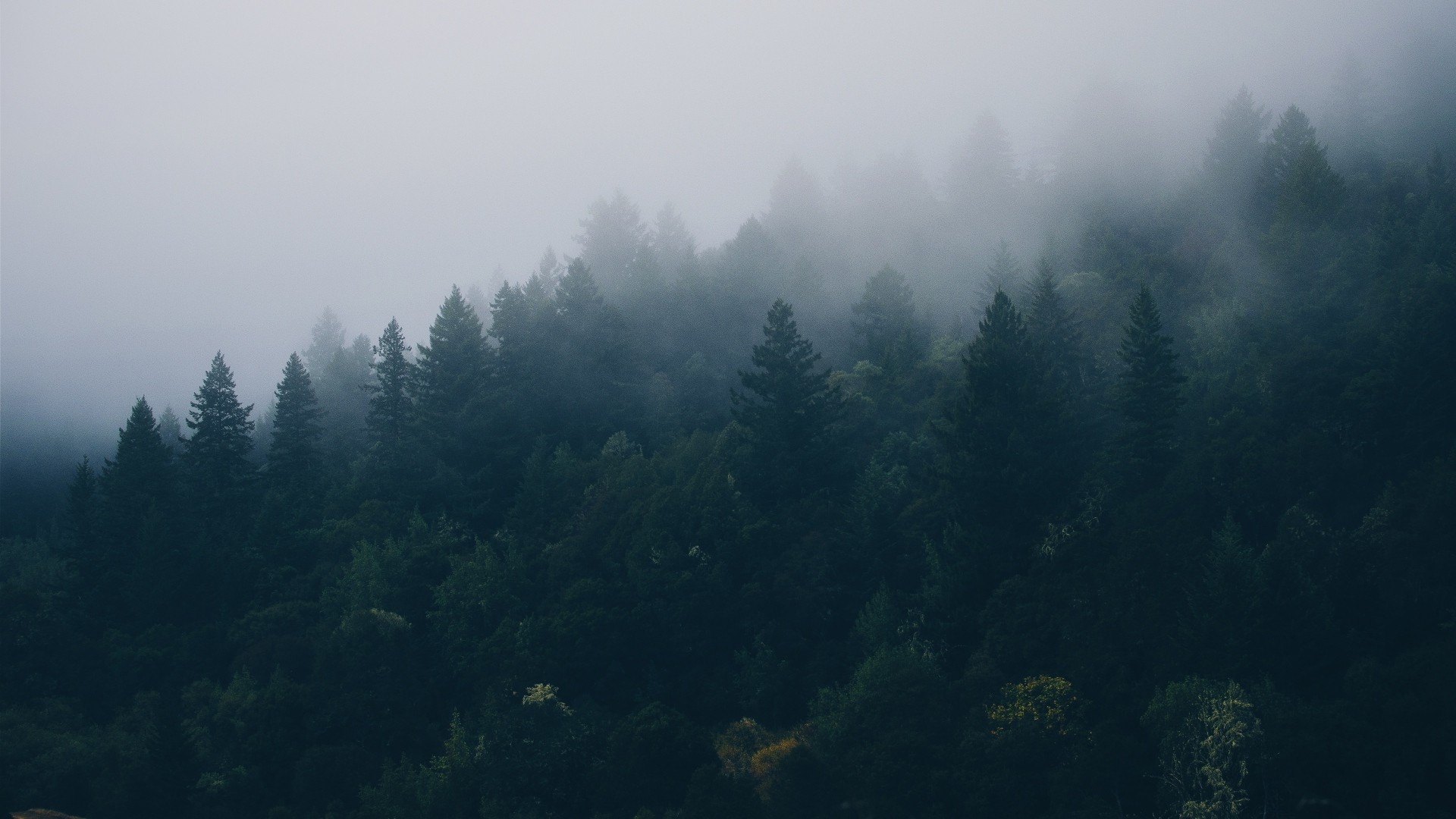 mist, Forest, Trees, Nature Wallpaper