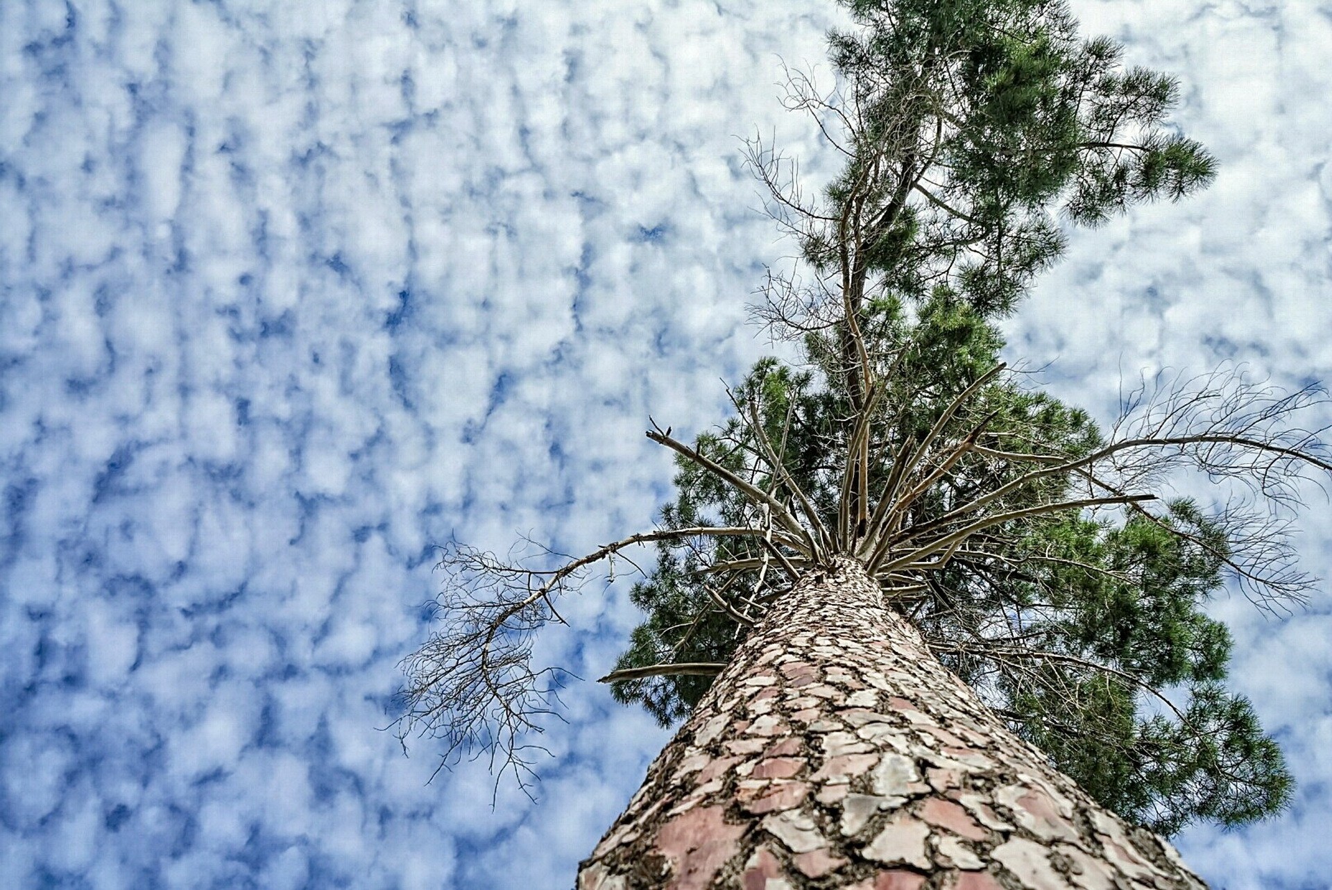trees, Clouds, Sky, Nature Wallpaper