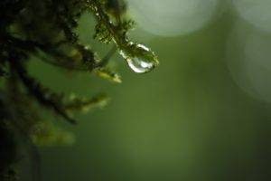 photography, Nature, Macro, Water drops, Bokeh, Spruce, Depth of field