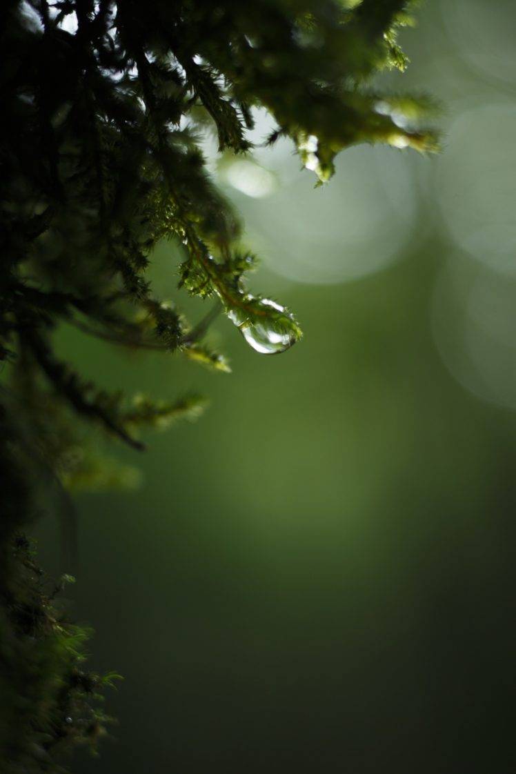 photography, Nature, Macro, Water drops, Bokeh, Spruce, Depth of field HD Wallpaper Desktop Background