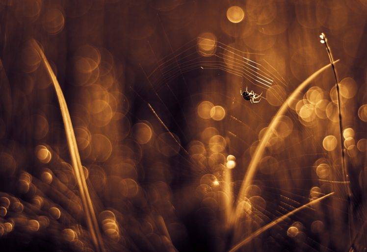 photography, Nature, Macro, Leaves, Plants, Spider, Bokeh, Jumping Spider, Depth of field HD Wallpaper Desktop Background