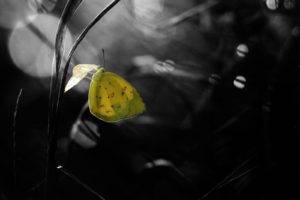 photography, Nature, Macro, Butterfly, Leaves, Bokeh, Depth of field, Yellow, Grass