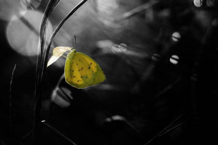 photography, Nature, Macro, Butterfly, Leaves, Bokeh, Depth of field, Yellow, Grass HD Wallpaper Desktop Background