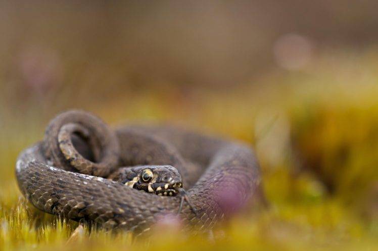photography, Nature, Macro, Snake, Depth of field, Grass, Rest, Bokeh, Reptiles HD Wallpaper Desktop Background
