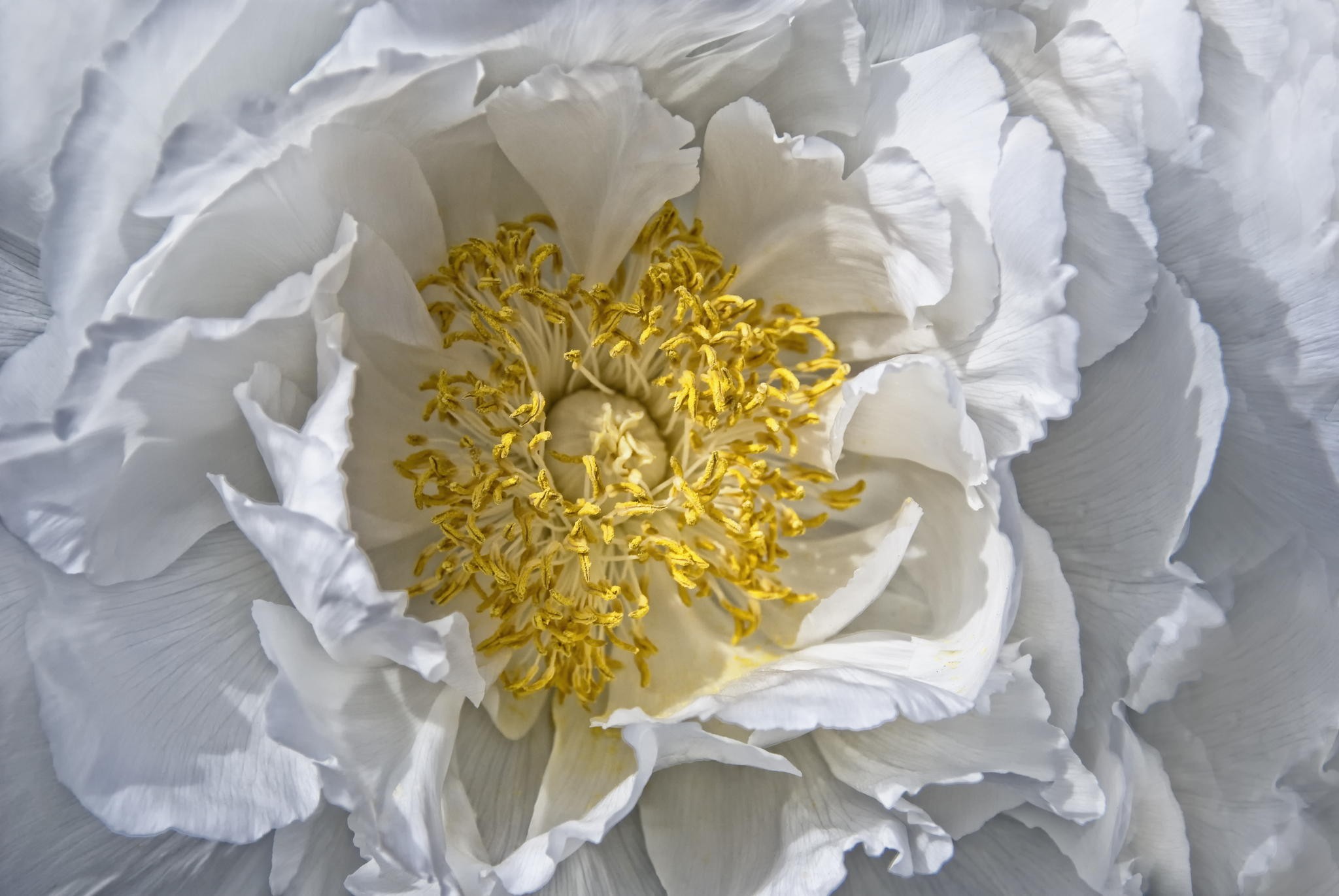 photography, Nature, Macro, Flowers, White flowers, Depth of field Wallpaper