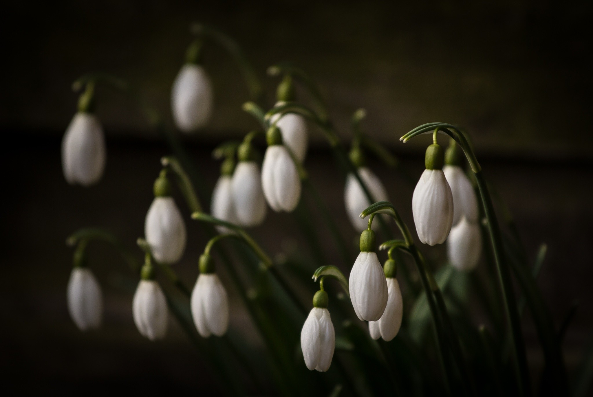 photography, Nature, Macro, White flowers, Plants, Wood, Depth of field Wallpaper
