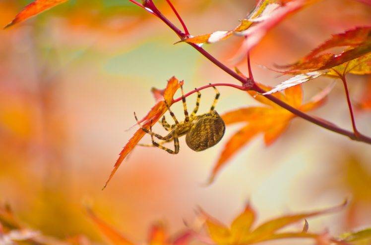 photography, Nature, Macro, Spider, Plants, Leaves, Fall HD Wallpaper Desktop Background