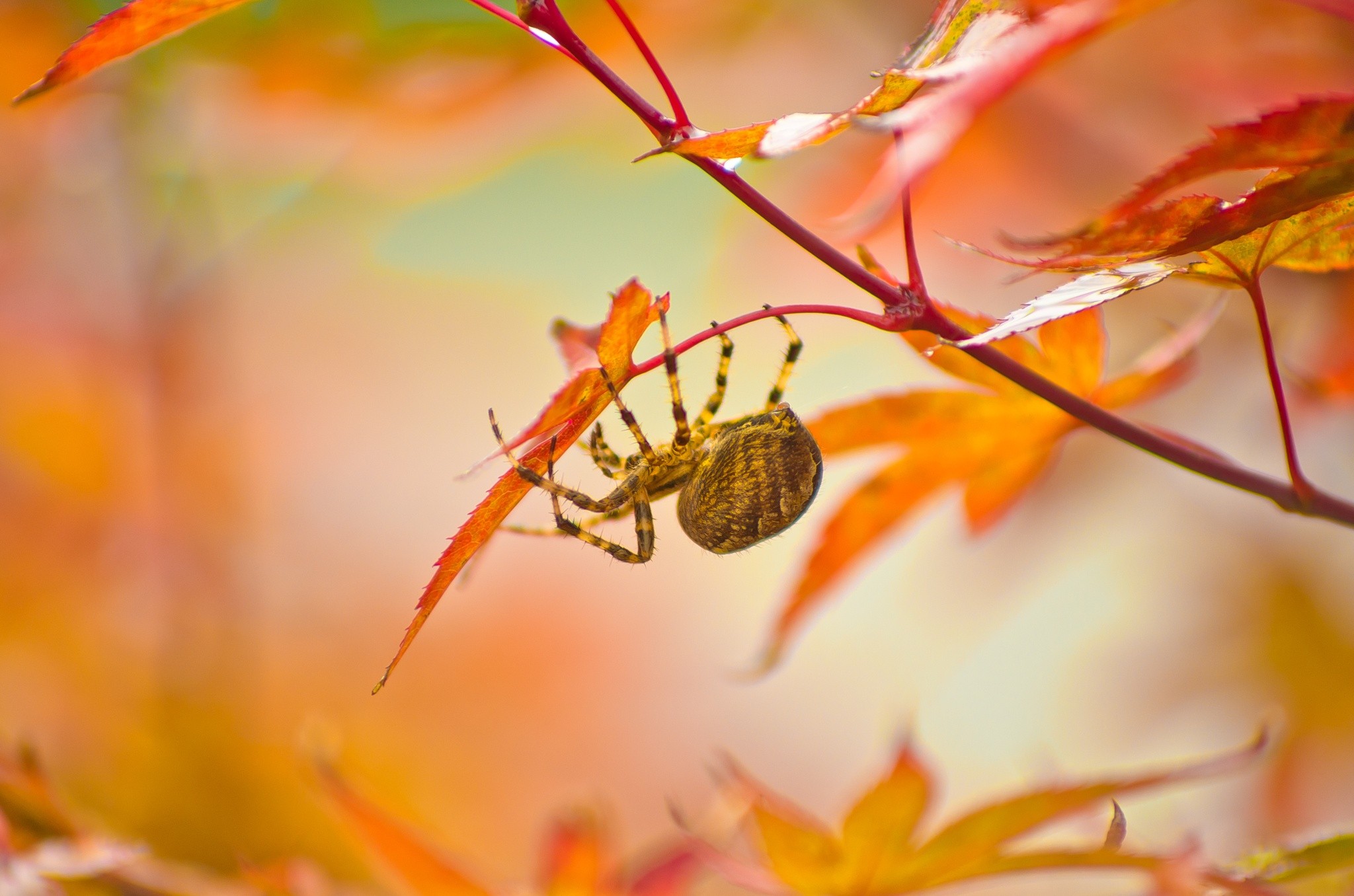 photography, Nature, Macro, Spider, Plants, Leaves, Fall Wallpaper